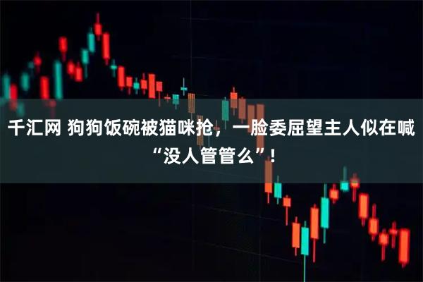 千汇网 狗狗饭碗被猫咪抢，一脸委屈望主人似在喊“没人管管么”!